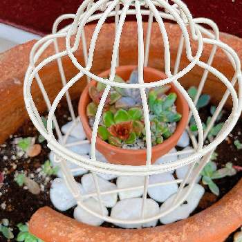 アガベ ドラゴントゥース Greensnap グリーンスナップ