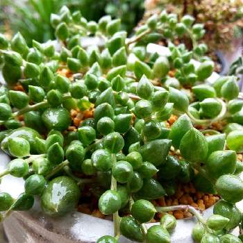 アガベ ドラゴントゥース Greensnap グリーンスナップ