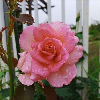 ティファニーの画像 by プリンさん | 広い庭とバラとティファニーとピンク組♪