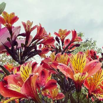 スポットライトの画像 by ボンバーケイさん | 広い庭とスポットライトとみんなで力を合わせてと2年目とおうち園芸と赤い花とフラワーアレンジメント♥