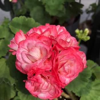 ゼララーの投稿画像一覧 Greensnap グリーンスナップ