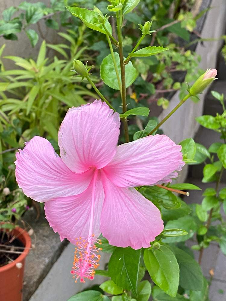 ハイビスカス ピンクバタフライの投稿画像 By オニギリジョーさん おうち園芸 21月6月19日 Greensnap グリーンスナップ