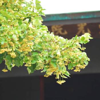 菩提樹の投稿画像一覧|🍀GreenSnap(グリーンスナップ)