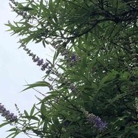 セイヨウニンジンボク,正岡子規の画像