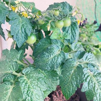 ミニトマト栽培の画像 by vivaさん | バルコニー/ベランダとミニトマトと成長中と収穫が楽しみとミニトマト栽培と早く大きくなーれ