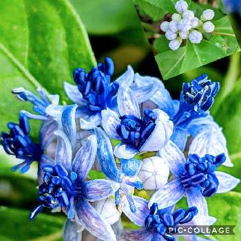 碧の瞳の画像 by リベカさん | ちいさな花とつぼみに魅せられてと好きな色と青い花と咲き始めとげんきもらえますと美しく青きドヨウと大好きな花と常山アジサイ♪とお花のある生活と碧の瞳
