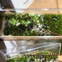 セラギネラの育て方 水やりや日当たりの加減は Greensnap グリーンスナップ セラギネラの育て方 水やりや日当たりの加減は Greensnap グリーンスナップ