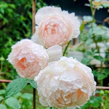 バラ✨デスデモーナの画像 by aohappaさん | 小さな庭と東側の庭とバラ✨デスデモーナと淡いピンクに染まる白バラ