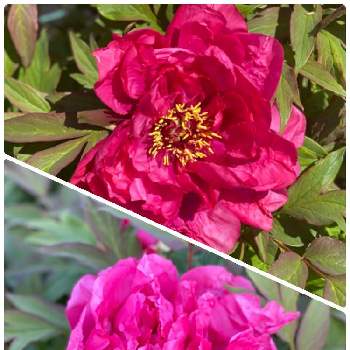 ボタン科ボタン属の投稿画像一覧 Greensnap グリーンスナップ