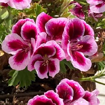 １９日はピンクの日の投稿画像一覧 Greensnap グリーンスナップ