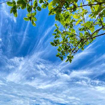 びわの木の画像 by おちょさん | 畑とびわの木と柿の木の新芽と空がきれいですといつもありがとうと空の景色と柿の木!と綺麗と空仲間と太陽の光を浴びてと青い空とビワの木。