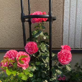 薔薇 レオナルド・ダ・ヴィンチの画像 by ララさん | 広い庭と薔薇 レオナルド・ダ・ヴィンチ