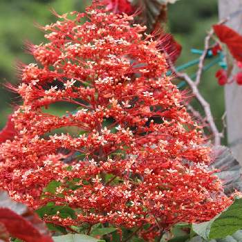 シマヒギリの投稿画像一覧 Greensnap グリーンスナップ