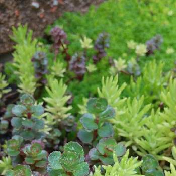 セダム ドラゴンズブラッドの投稿画像一覧 Greensnap グリーンスナップ