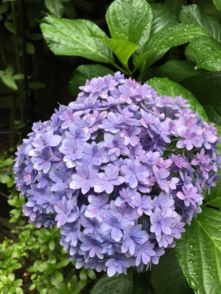紫陽花 てまりてまりの投稿画像 By じぇっとんさん 紫陽花 あじさい アジサイ とエクステリアとかわいい とステキ と青い花と挿し木と２０２０年５月同期とアジサイ 紫陽花と鉢植えと21紫陽花祭り 青 とかわいい とステキ と青い花と挿し木と２０２０年５月同期と