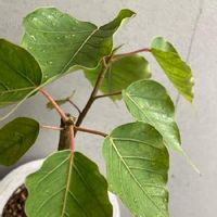 インドボダイジュの育て方 日当たりや水やりの加減は Greensnap グリーンスナップ インドボダイジュの育て方 日当たりや水やりの加減は Greensnap グリーンスナップ