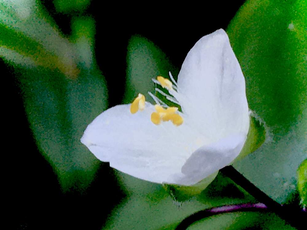 花言葉の投稿画像 By ヒーちゃんさん 白い花と誕生花と今日はなんの日 21月6月日 Greensnap グリーンスナップ