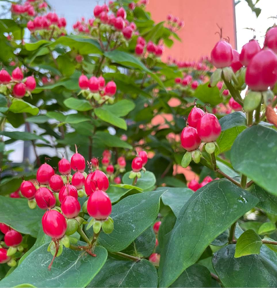 ヒペリカム ジュエリールビーの投稿画像 By さとりんさん 放置栽培とおうち園芸と北陸地方と可愛いと花好きとガーデニングと花のある暮らしとお日様に感謝と ヒペリカムと小さな庭と放置栽培とおうち園芸と北陸地方と可愛いと花好きとガーデニングと花のある暮らしと