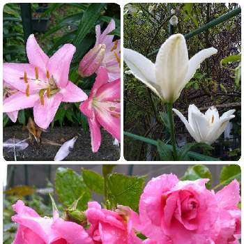 スカシユリ☆の画像 by スイートバジルさん | 小さな庭とお花と花のある暮らしと薔薇☆とスカシユリ☆