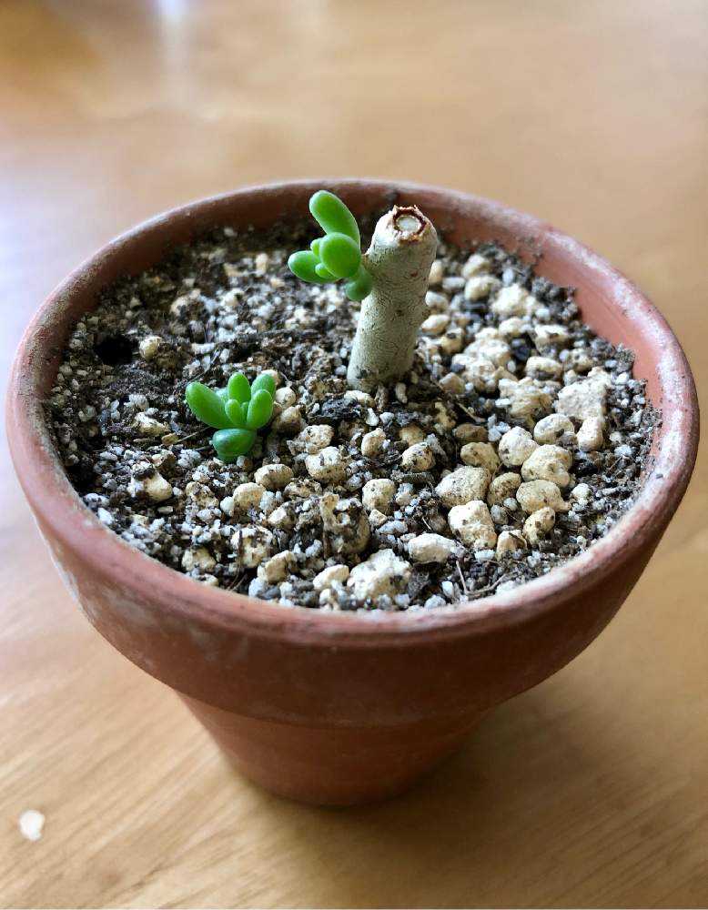 八千代がきた|🍀GreenSnap(グリーンスナップ) 八千代がきた|🍀GreenSnap(グリーンスナップ)