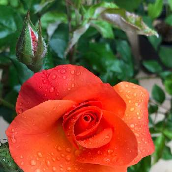 明るく楽しく生きるの画像 by Takeさん | 小さな庭とプリンセスミチコと今日も笑顔で♡とお花が大好きとばら バラ 薔薇と明るく楽しく生きるとGSのみなさんに感謝♡と鉢植えと花のある暮らしとバラ•プリンセスミチコと心穏やかに♡と薔薇大好き
