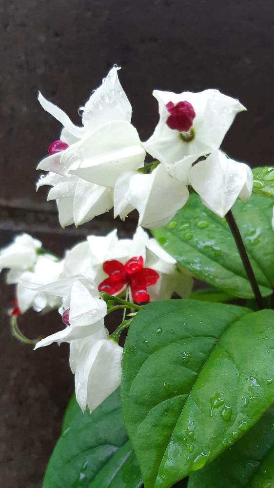 源平カズラの投稿画像 By チョナさん 21月6月日 Greensnap グリーンスナップ