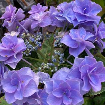 紫陽花コサージュの投稿画像一覧 Greensnap グリーンスナップ