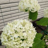 アジサイ,紫陽花,アナベル,アナベル,紫陽花 アナベルの画像