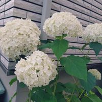 アジサイ,紫陽花,紫陽花,アナベル,アナベルの画像