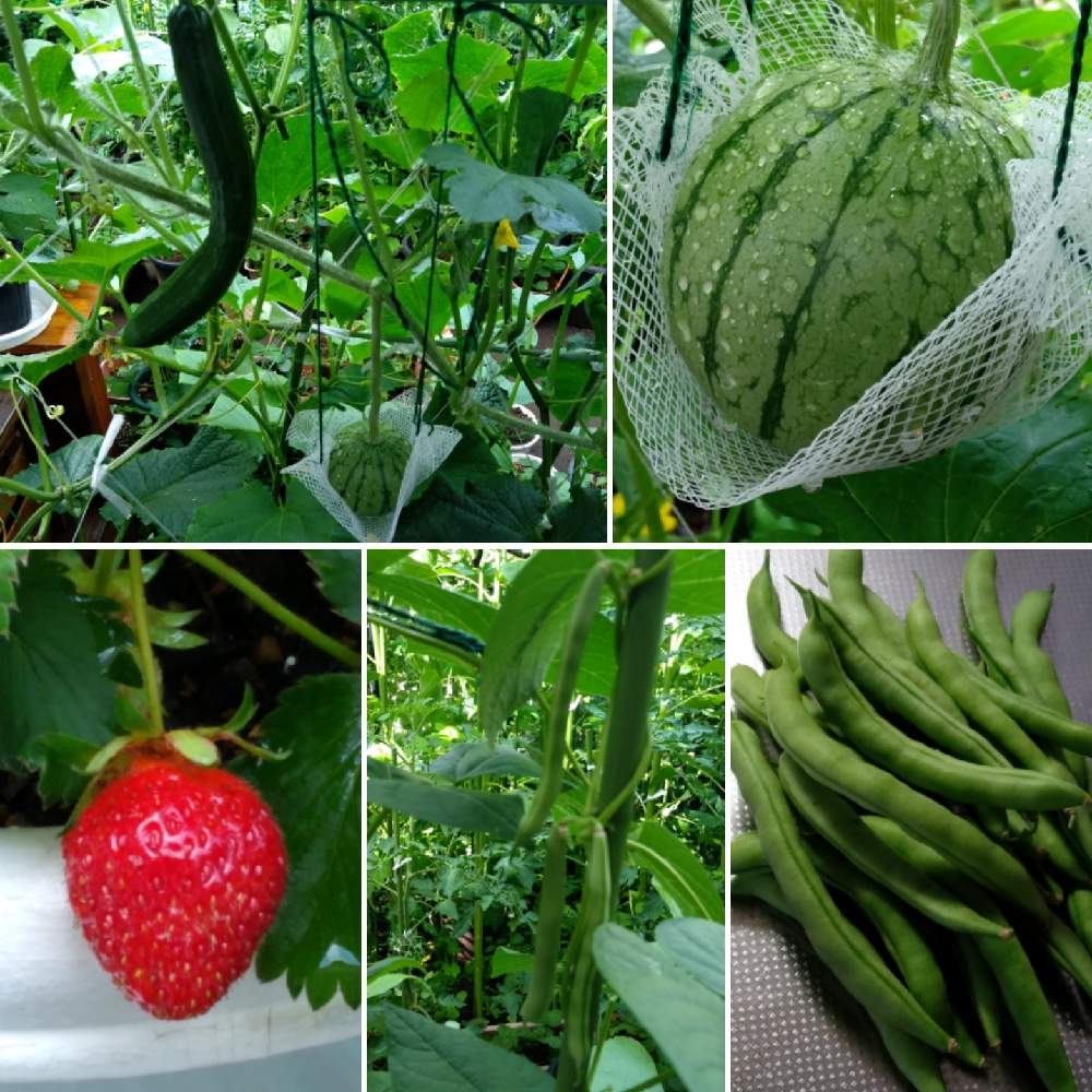 家庭菜園の投稿画像 By Grandfatherさん 夏野菜と食用 21月6月日 Greensnap グリーンスナップ