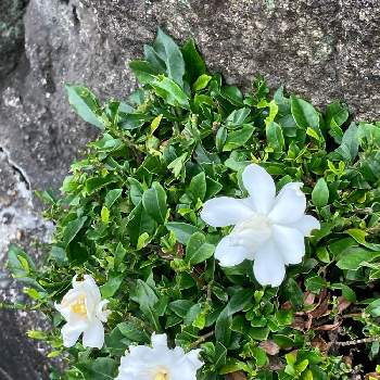 石垣の間にての画像 by manabeさん | お出かけ先と白い花と石垣の間にて