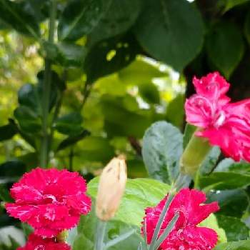 父の日に咲くカーネーションの画像 by ぺんぺん草☘️さん | 小さな庭とカーネーションと濃いピンクと父の日に咲くカーネーション