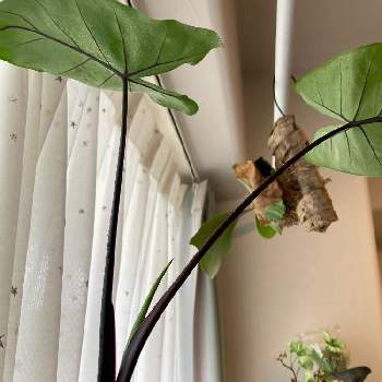 アクタスの投稿画像一覧 Greensnap グリーンスナップ