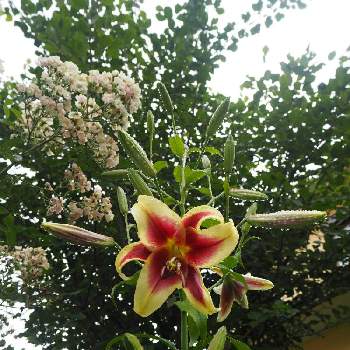 薔薇 バレリーナの投稿画像一覧 Greensnap グリーンスナップ 薔薇 バレリーナの投稿画像一覧 Greensnap グリーンスナップ