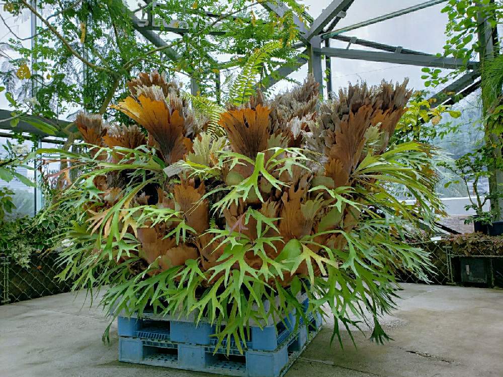 コウモリランの投稿画像 By ひぐま 植中毒 さん ビカクシダとお出かけ先と新宿御苑と ビカクシダと新宿御苑温室と新宿御苑と ビカクシダと新宿御苑温室 21月6月日 Greensnap グリーンスナップ Greensnap グリーンスナップ