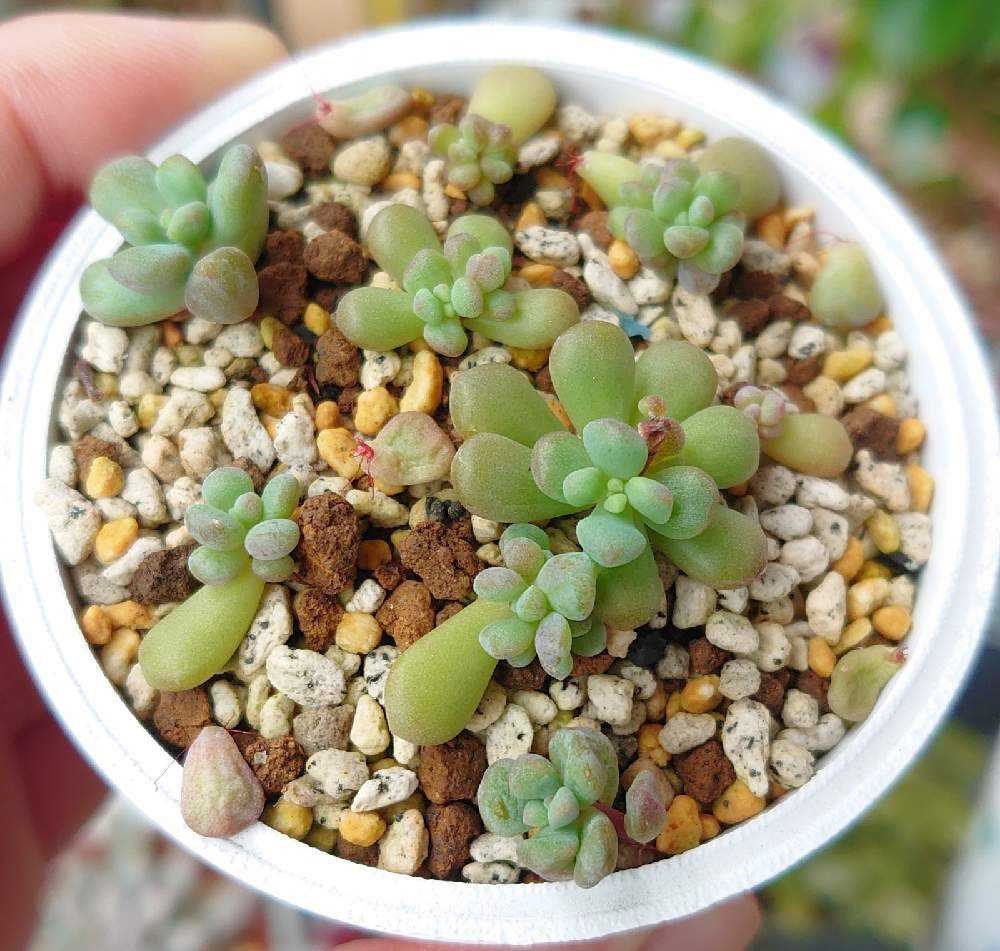 ワンダ ワンダー2を増やそう計画=͟͟͞͞ʕ•̫͡•ʔ =͟͟͞͞ʕ•̫͡•ʔ =͟͟͞͞ʕ•̫͡•ʔ