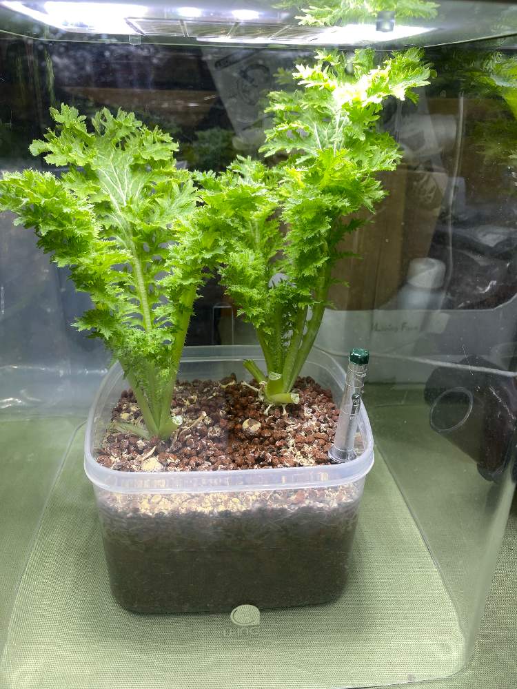 わさび菜の投稿画像 By かもいさん 水耕栽培とハイドロボールとどうする水耕栽培と5月1日植え 21月6月日 Greensnap グリーンスナップ