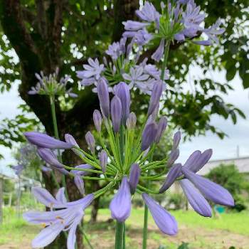 紫好きの画像 by しろいるかさん | 畑とアガパンサスと植えっぱなしと畑の花と紫好き