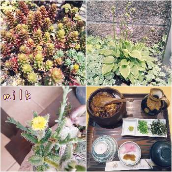 セダム花壇の投稿画像一覧 Greensnap グリーンスナップ