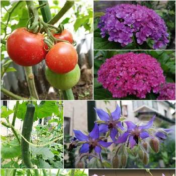 クレマチス、ジュエリーローズの画像 by こよー2ndさん | 小さな庭とクレマチス、ジュエリーローズとお家de…菜園とポリジのお花と我が家の紫陽花・てまりてまり