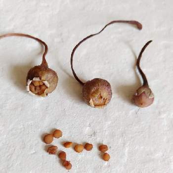 シクラメンの種の投稿画像一覧 Greensnap グリーンスナップ