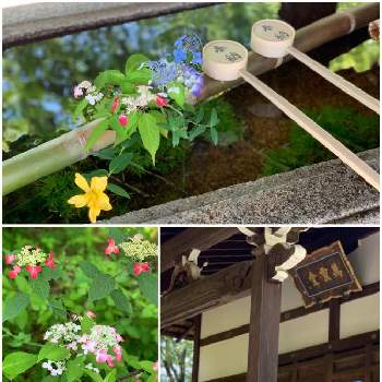 そうだ京都、行こうの画像 by *hirorin*さん | お出かけ先と花手水とそうだ京都、行こうと＊がくあじさい＊と新緑の季節とお花大好き♡と京都散策と真如堂と季節の花と真正極楽寺と京都の寺院とアジサイ　紫陽花と京都と花のある暮らしとヤマアジサイと京都  真如堂