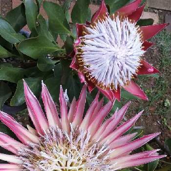 プロテア キングピンクの画像 by slendborderさん | 小さな庭とプロテア リトルプリンスとプロテア キングピンクと プロテアとプロテア属と南アフリカ原産とネイティブプランツと花のある暮らしとネイティブフラワー