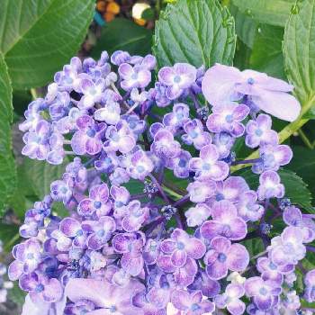 紫陽花 ポップコーンの画像 by エンリさん | お出かけ先と紫陽花 ポップコーン