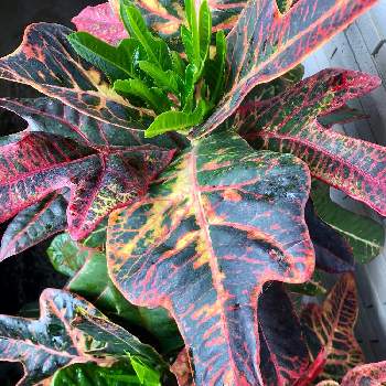 派手好きの投稿画像一覧 Greensnap グリーンスナップ