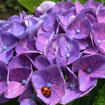 アジサイ 西安の画像 by manaさん | 小さな庭とてんとう虫さんとアジサイ 西安とアジサイ　紫陽花とアジサイ科とアジサイ属と紫陽花西安
