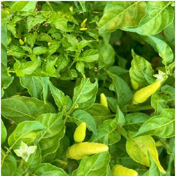 島唐辛子の投稿画像一覧 Greensnap グリーンスナップ