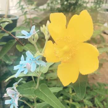 金糸梅の画像 by ここ◡̈♥︎さん | 小さな庭と金糸梅とオキシぺタラム・ブルースターとガーデニングと青い花と花のある暮らしと黄色の花