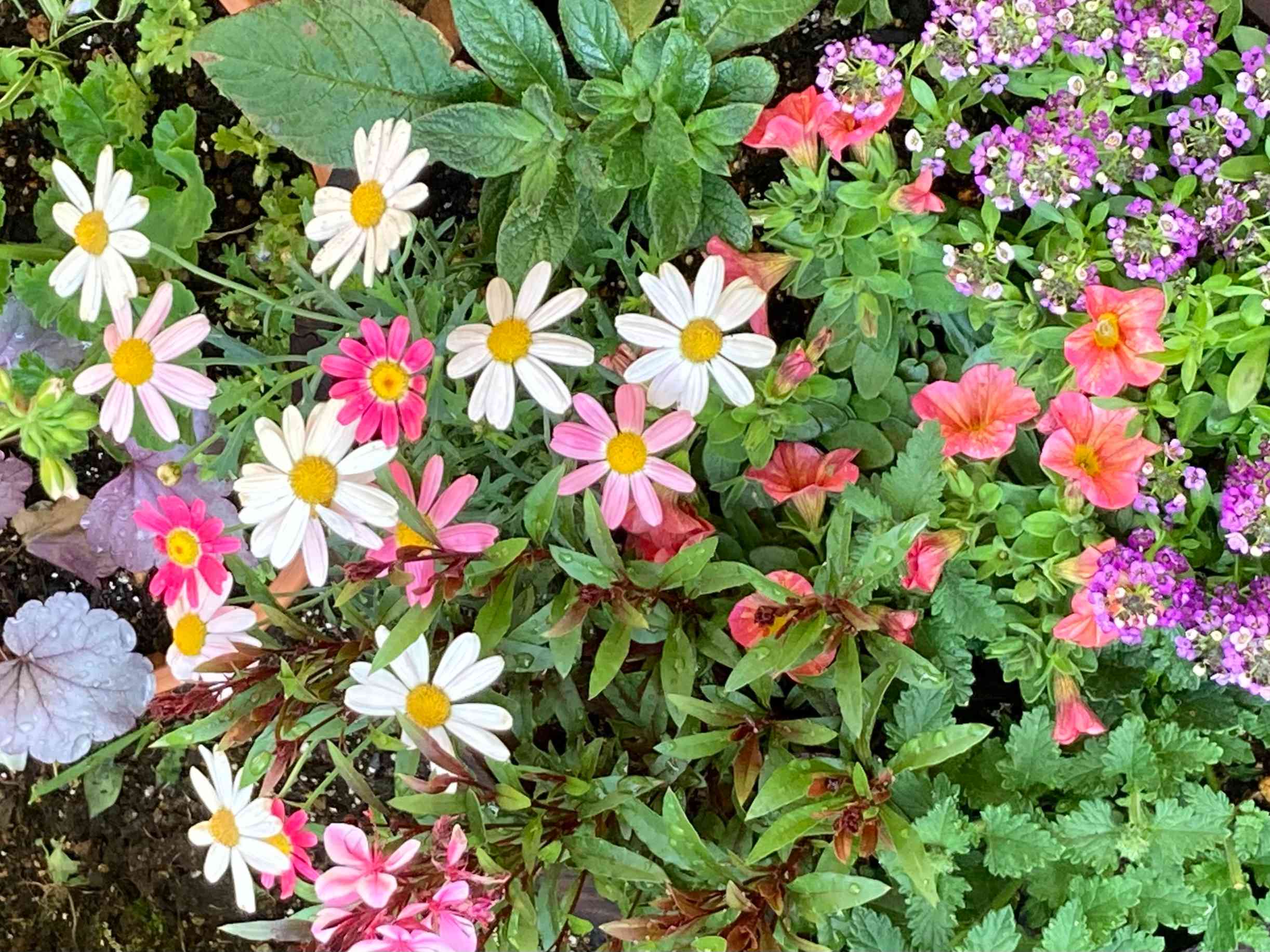 𖡼.𖤣𖥧𖡼.𖤣ajiko𖤣𖥧𖥣｡𖡼.𖤣𖥧𖡼 | 🌼イマニワ🌼 青いニゲラ