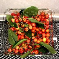 サクランボの育て方 種まきでの発芽は難しい 鉢植えでも栽培できる Greensnap グリーンスナップ サクランボの育て方 種まきでの発芽は難しい 鉢植えでも栽培できる Greensnap グリーンスナップ